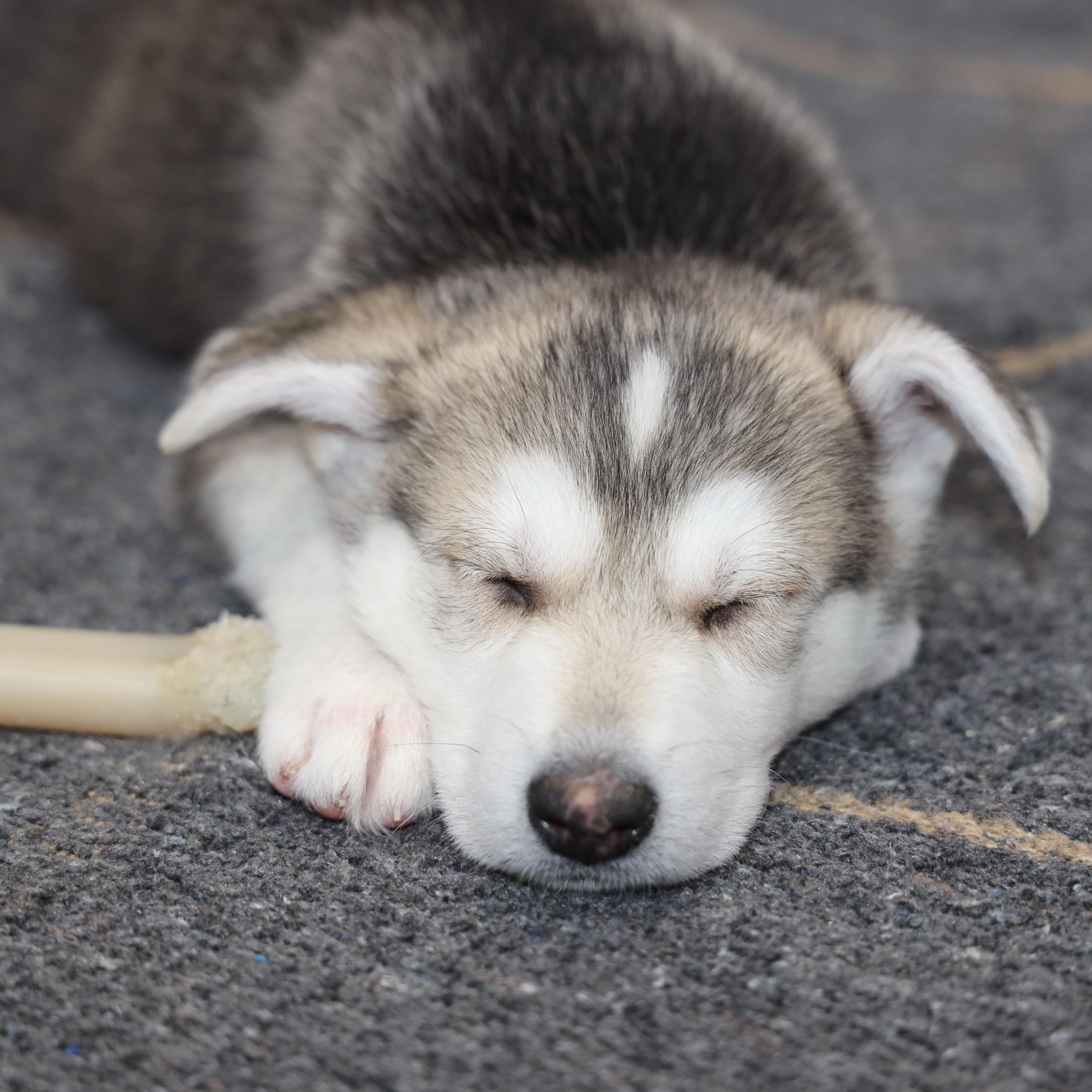 Enlarge Timon, an adopted Husky in Allegan, MI image 2/5