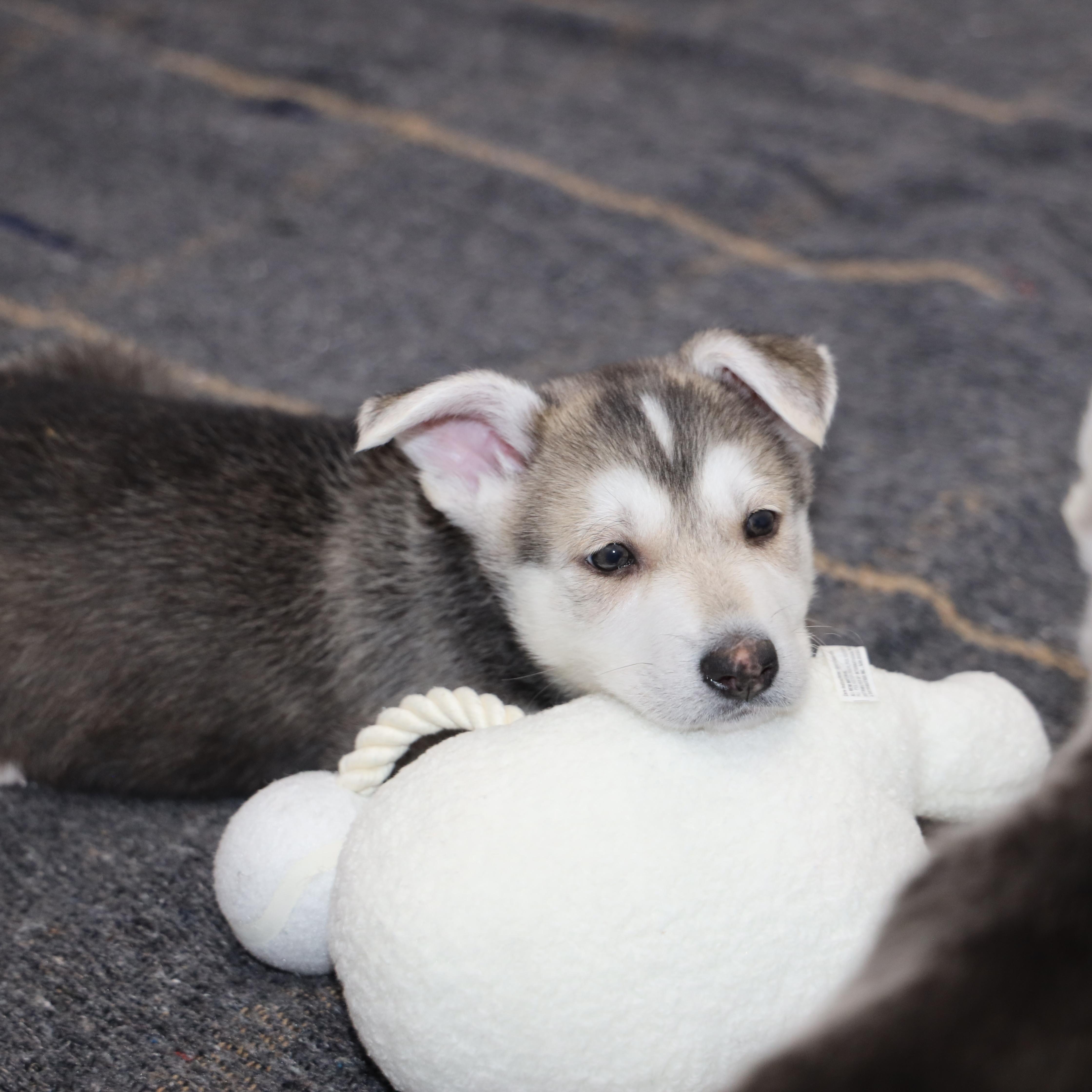 Enlarge Timon, an adopted Husky in Allegan, MI image 4/5