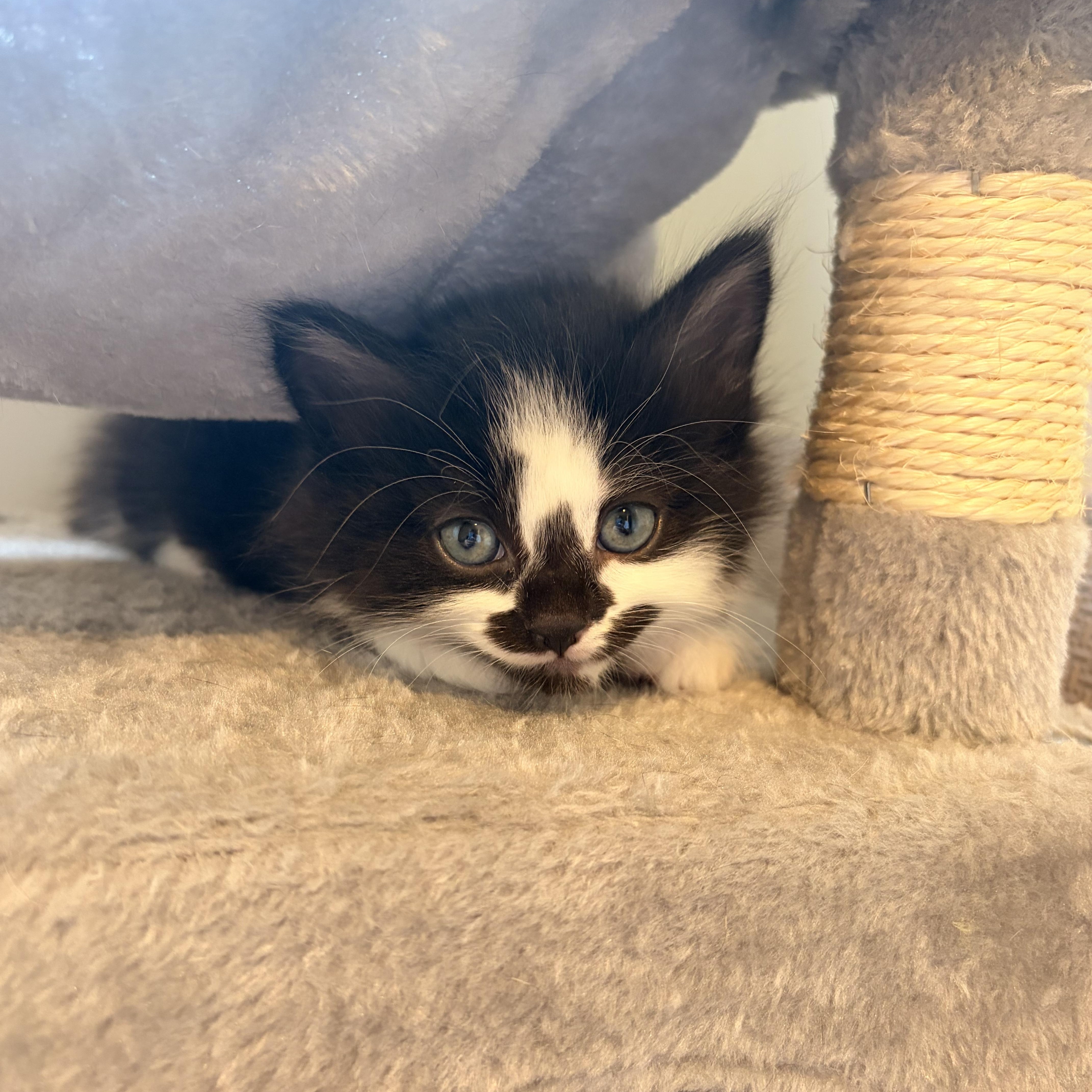 Orca, a ADOPTABLE Domestic Short Hair in Hamilton, ON image 2/2
