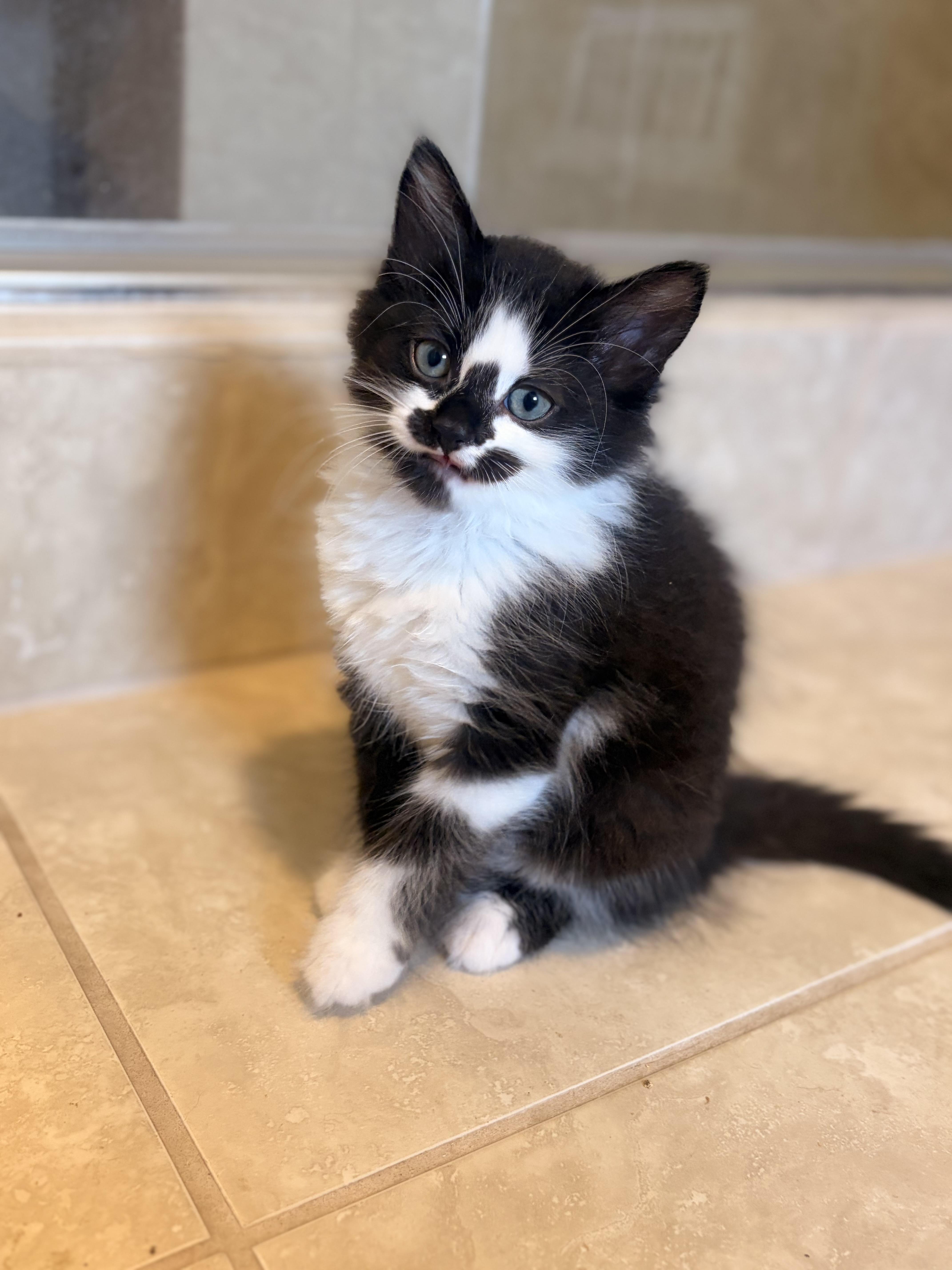 Orca, ADOPTABLE, Young Female Domestic Short Hair.
