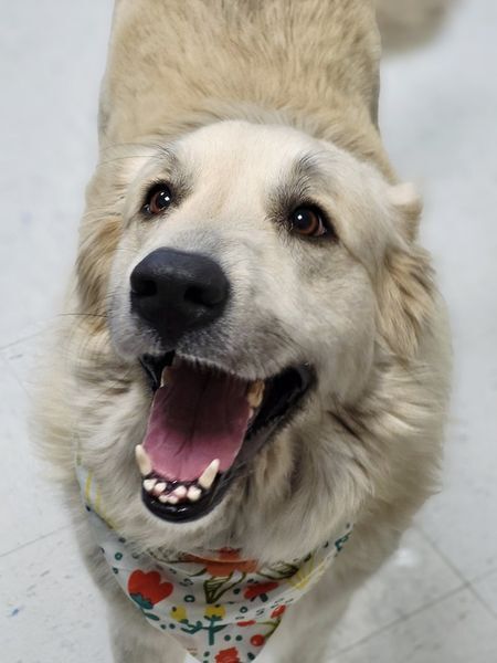 Lottie, a Adoptable Great Pyrenees in Effingham, IL image 5/9
