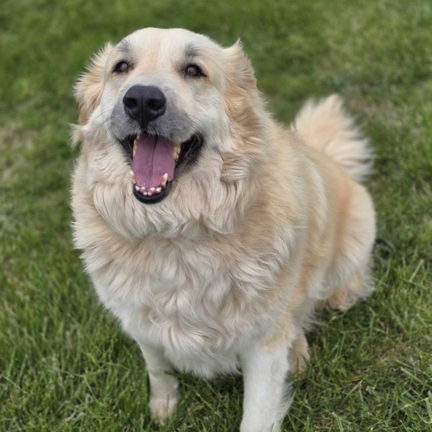 Lottie, a Adoptable Great Pyrenees in Effingham, IL image 1/9