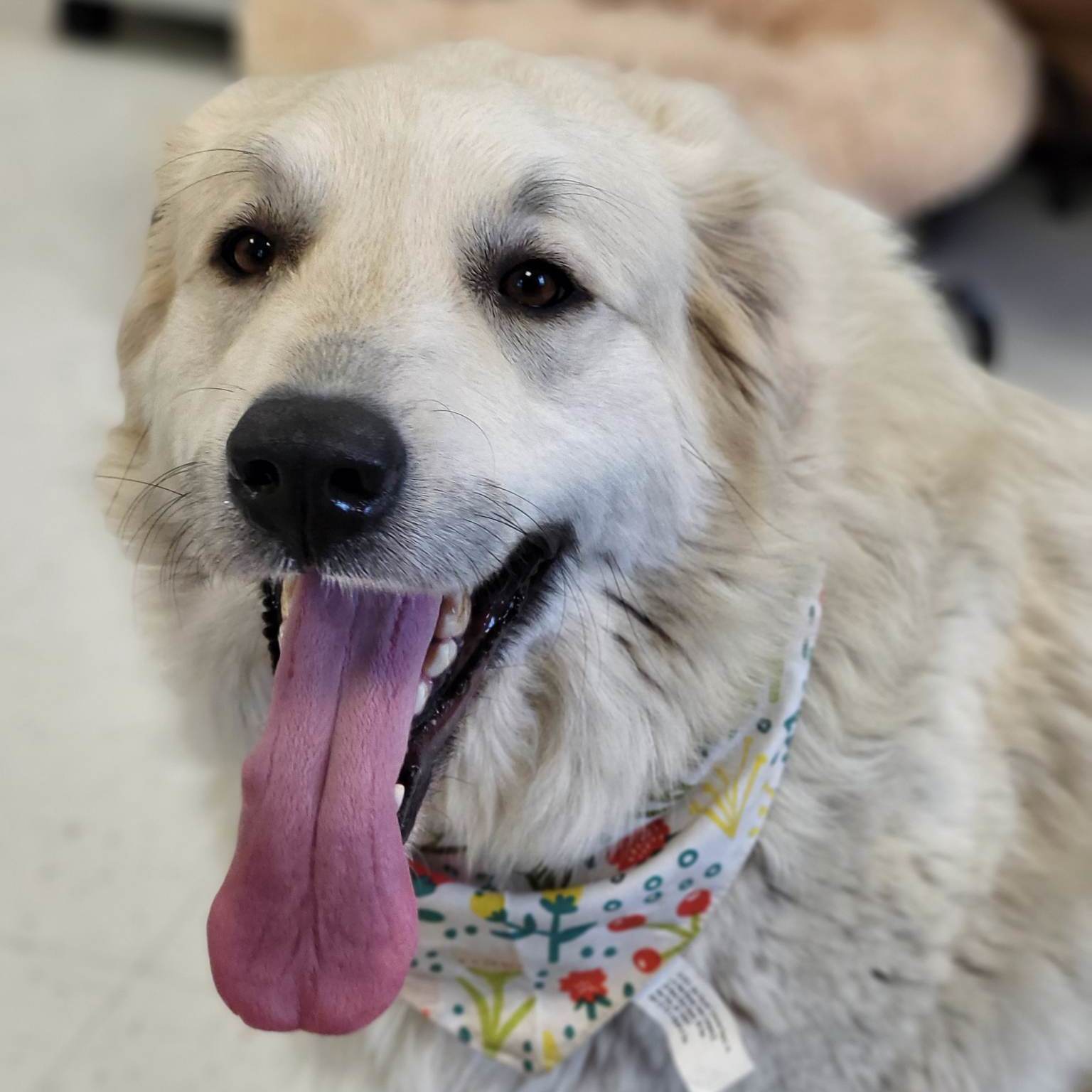 Lottie, a Adoptable Great Pyrenees in Effingham, IL image 6/9