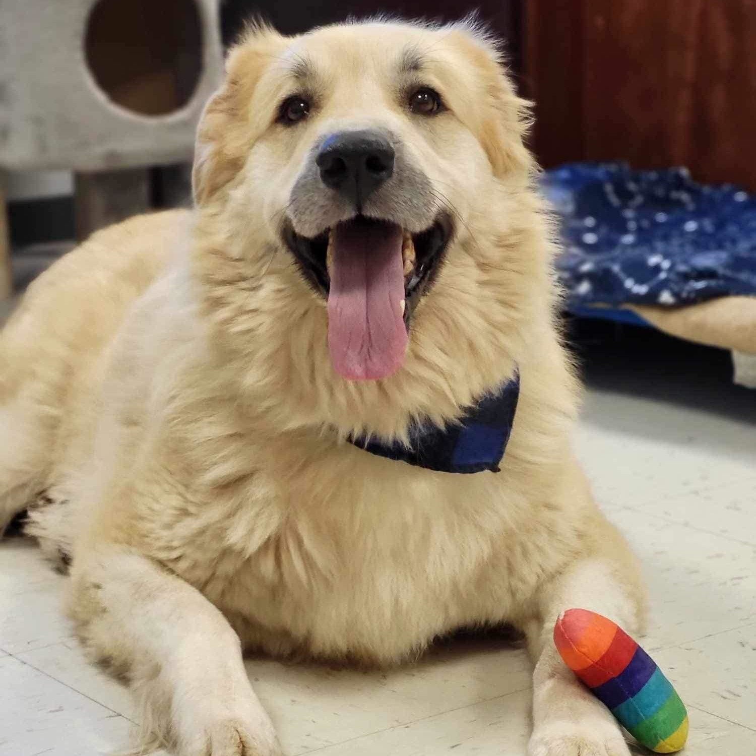 Enlarge Lottie, a Adoptable Great Pyrenees in Effingham, IL image 7/9