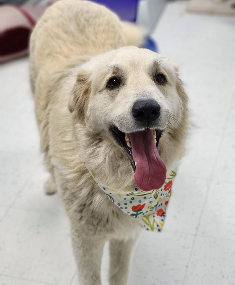 Enlarge Lottie, a Adoptable Great Pyrenees in Effingham, IL image 8/9
