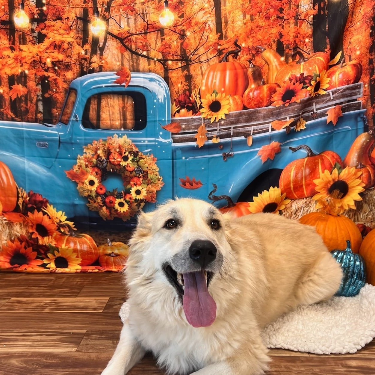 Enlarge Lottie, a Adoptable Great Pyrenees in Effingham, IL image 9/9