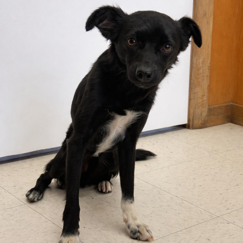 Enlarge Branch, a Adoptable Mixed Breed in Fresno, CA image 1/4