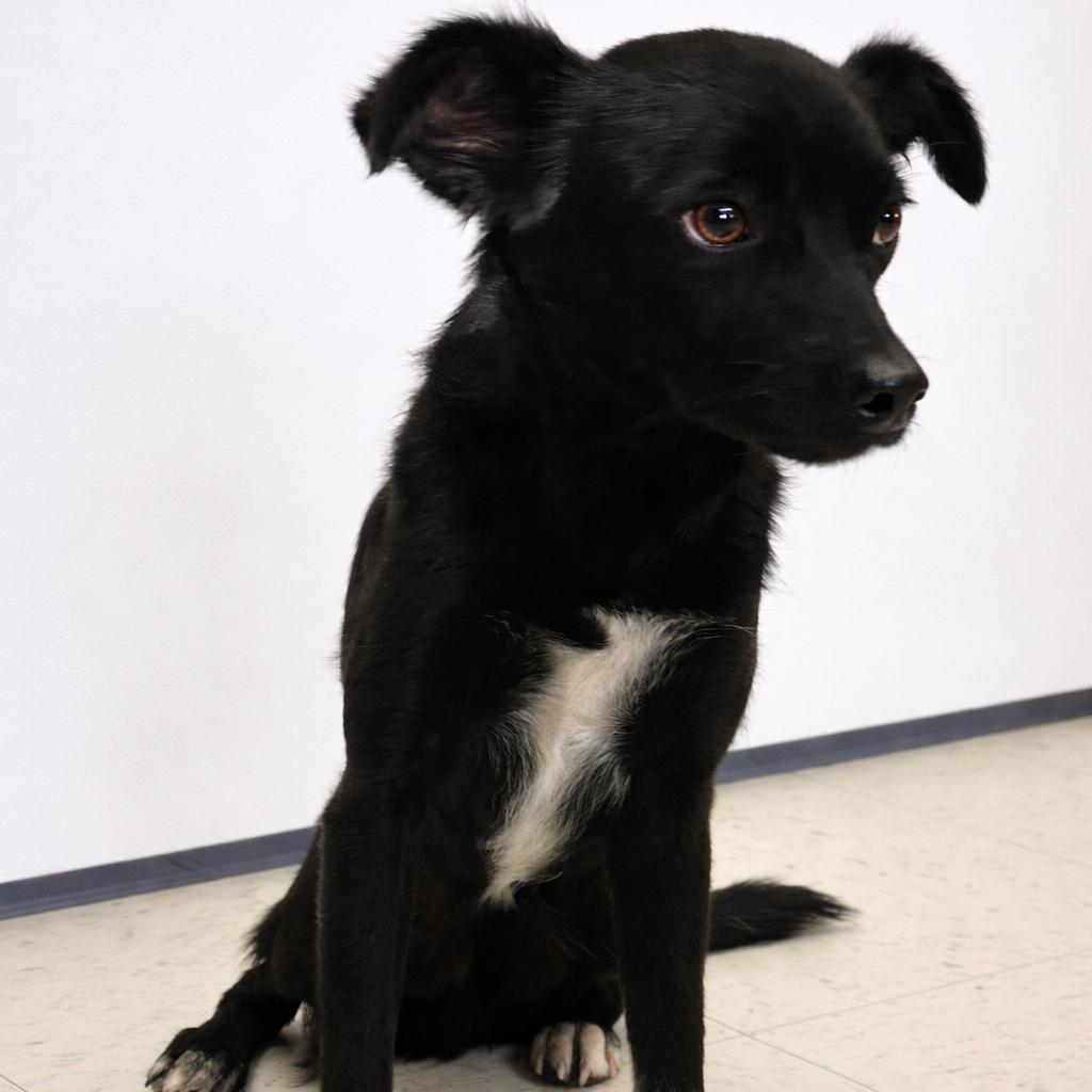 Enlarge Branch, a Adoptable Mixed Breed in Fresno, CA image 2/4