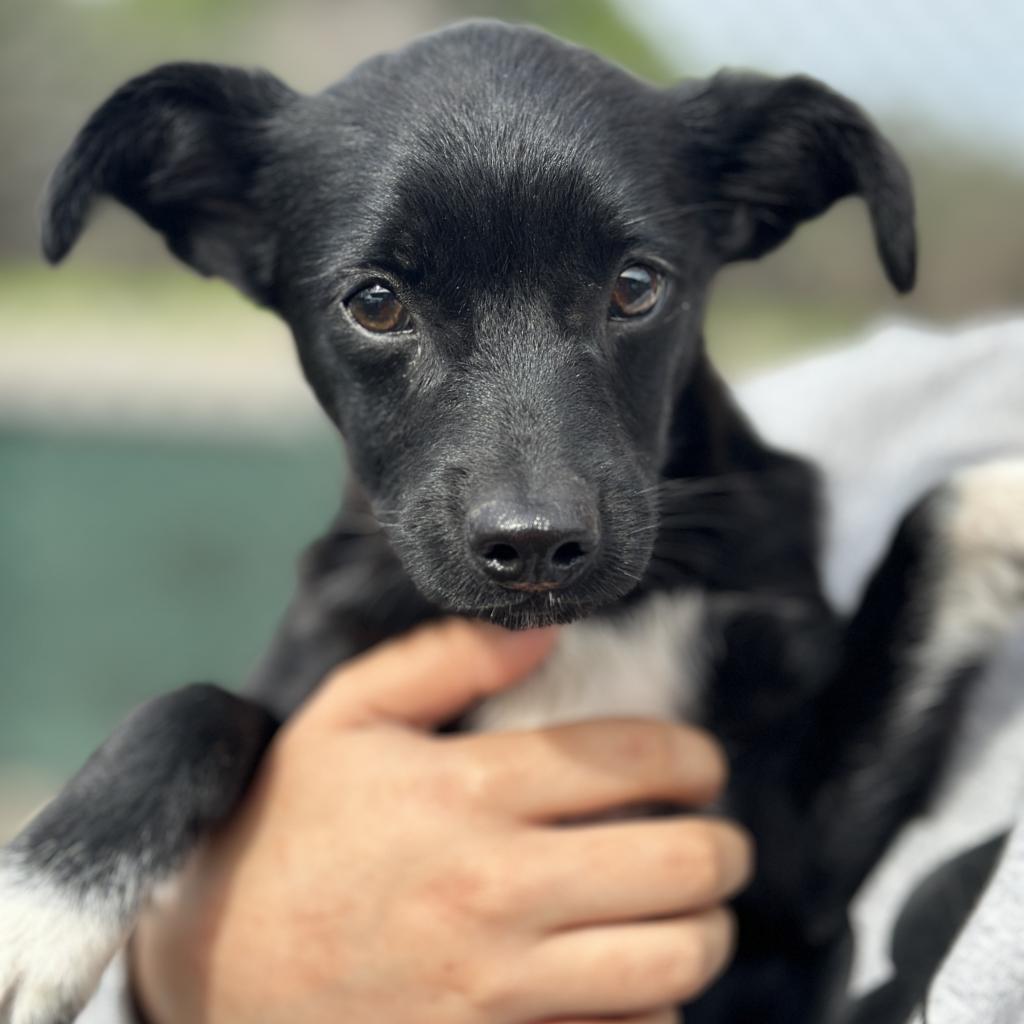 Enlarge Branch, a Adoptable Mixed Breed in Fresno, CA image 2/2