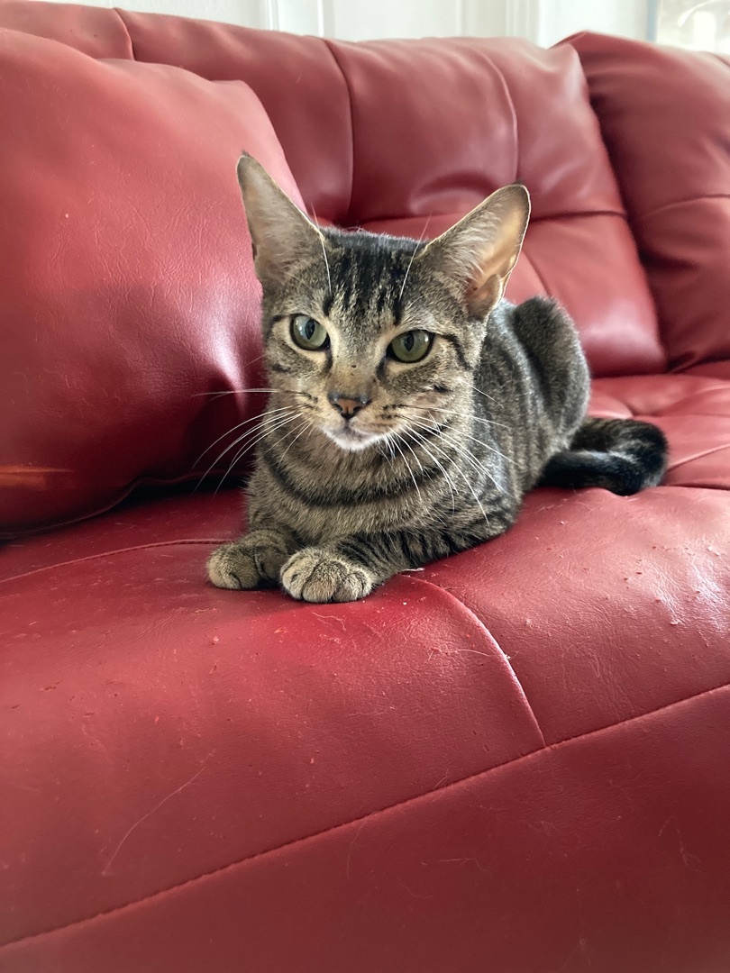 Enlarge Serena, a Adoptable mixed breed in Kissimmee, FL image 1/10