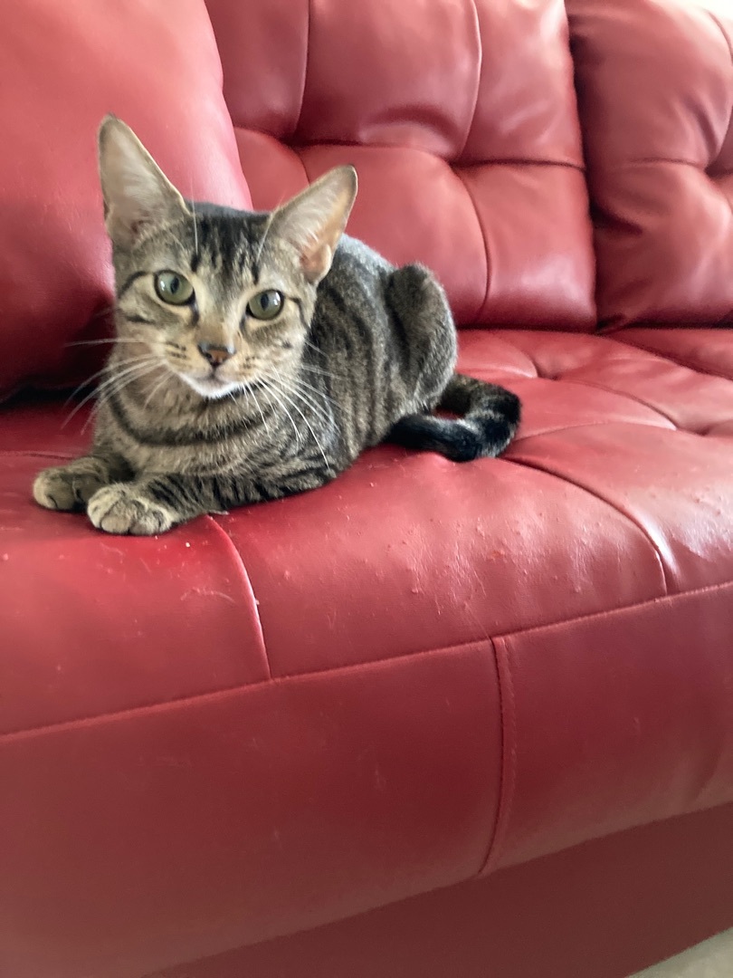 Enlarge Serena, a Adoptable mixed breed in Kissimmee, FL image 2/10