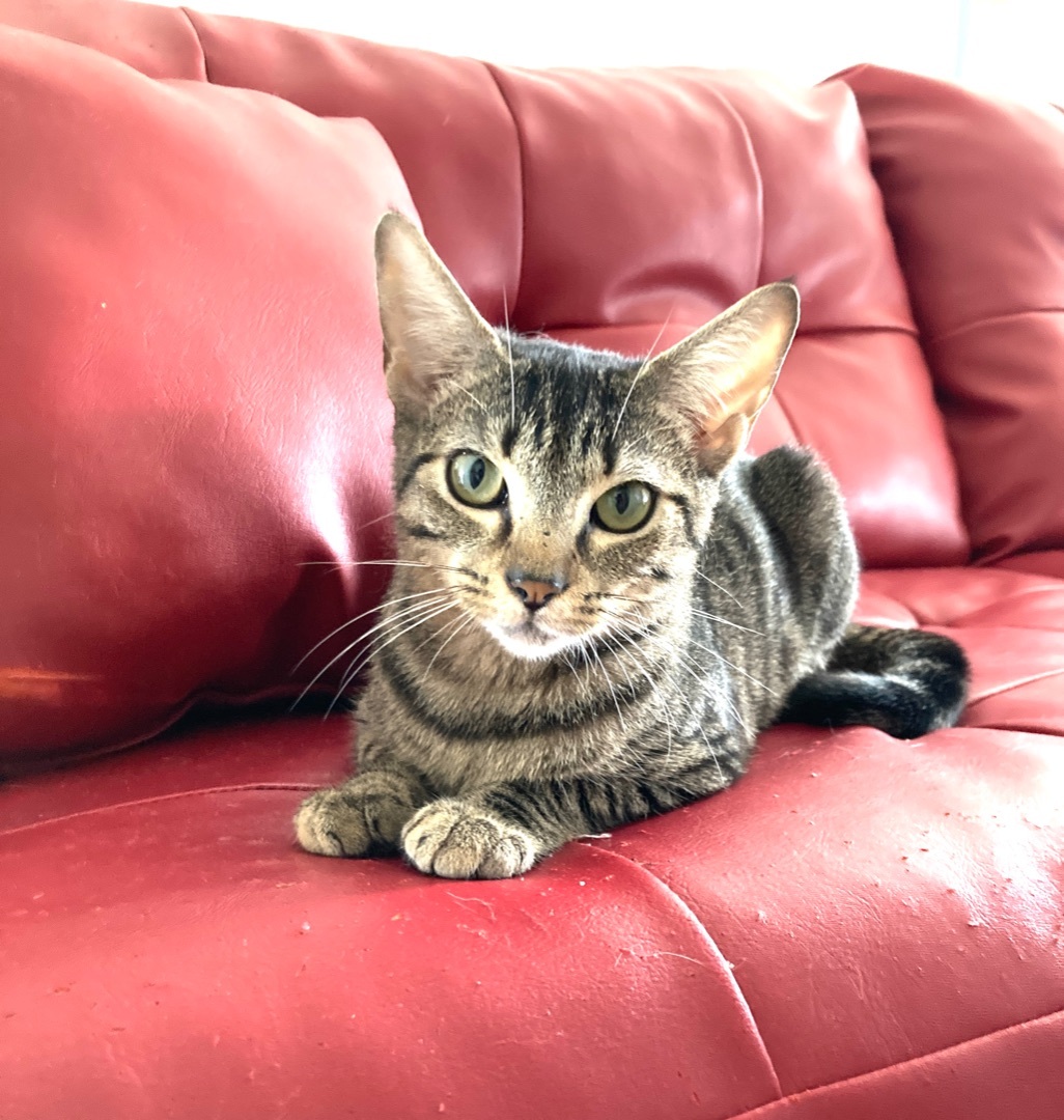 Enlarge Serena, a Adoptable mixed breed in Kissimmee, FL image 3/10