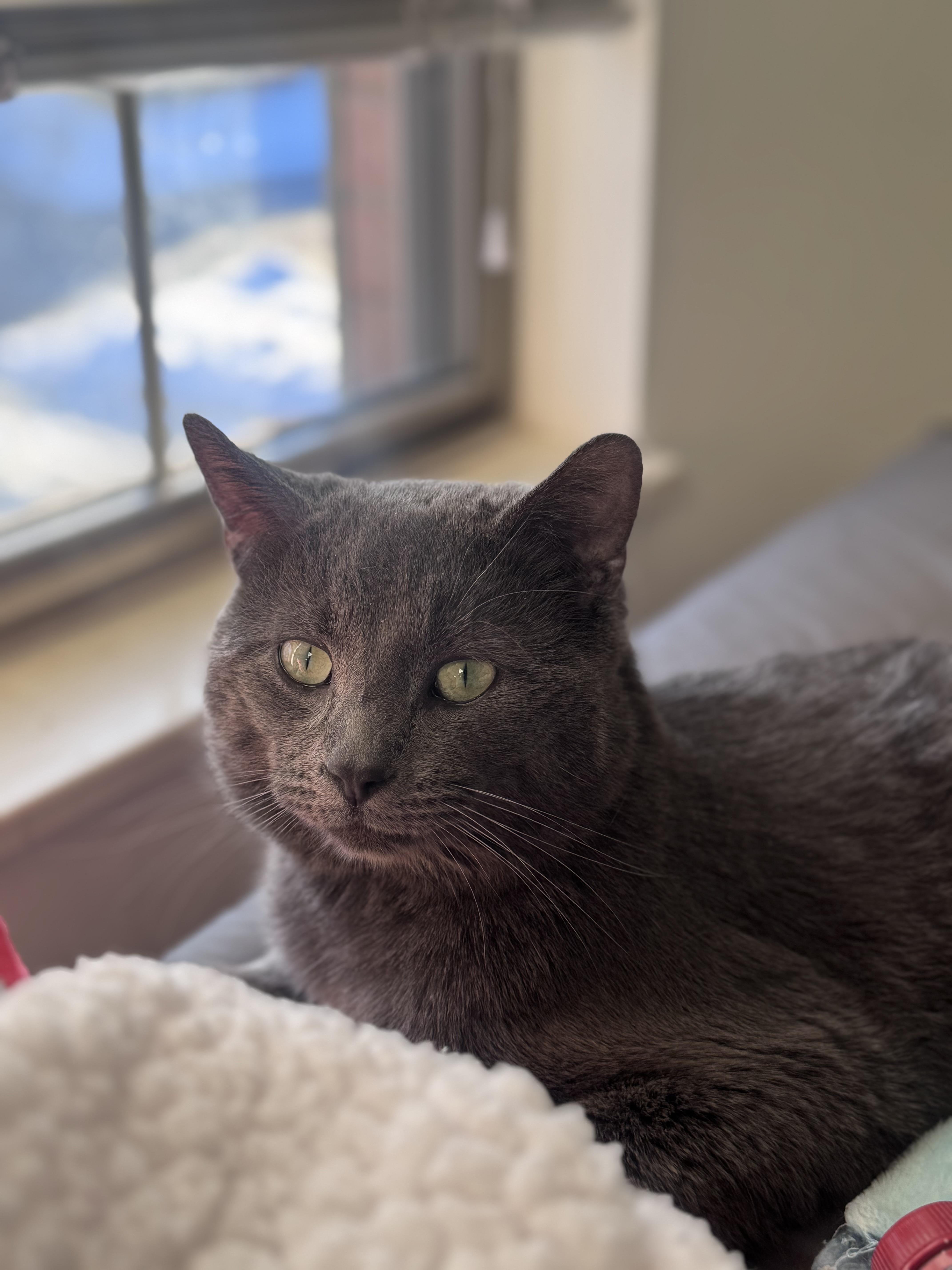 Enlarge Jason, a Adoptable Domestic Short Hair in Dayton, OH image 1/1