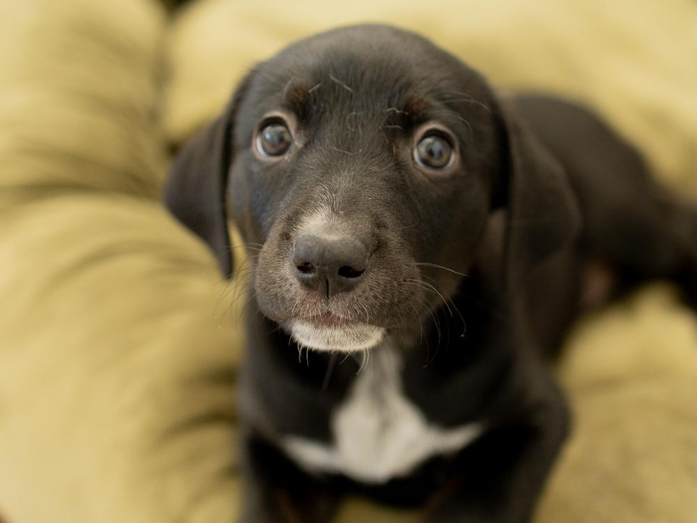 Enlarge Charity, a Adopted mixed breed in Monroe, WA image 2/6