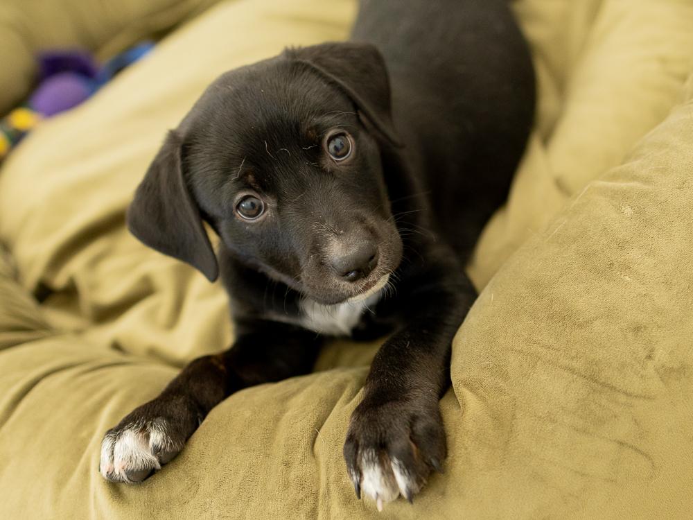 Charity, Adopted, Puppy Female Catahoula Leopard Dog & German Shorthaired Pointer.