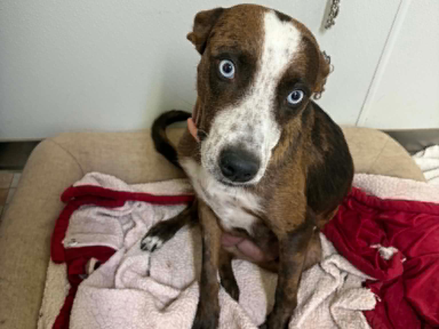 Enlarge Charity, a Adopted mixed breed in Monroe, WA image 5/6