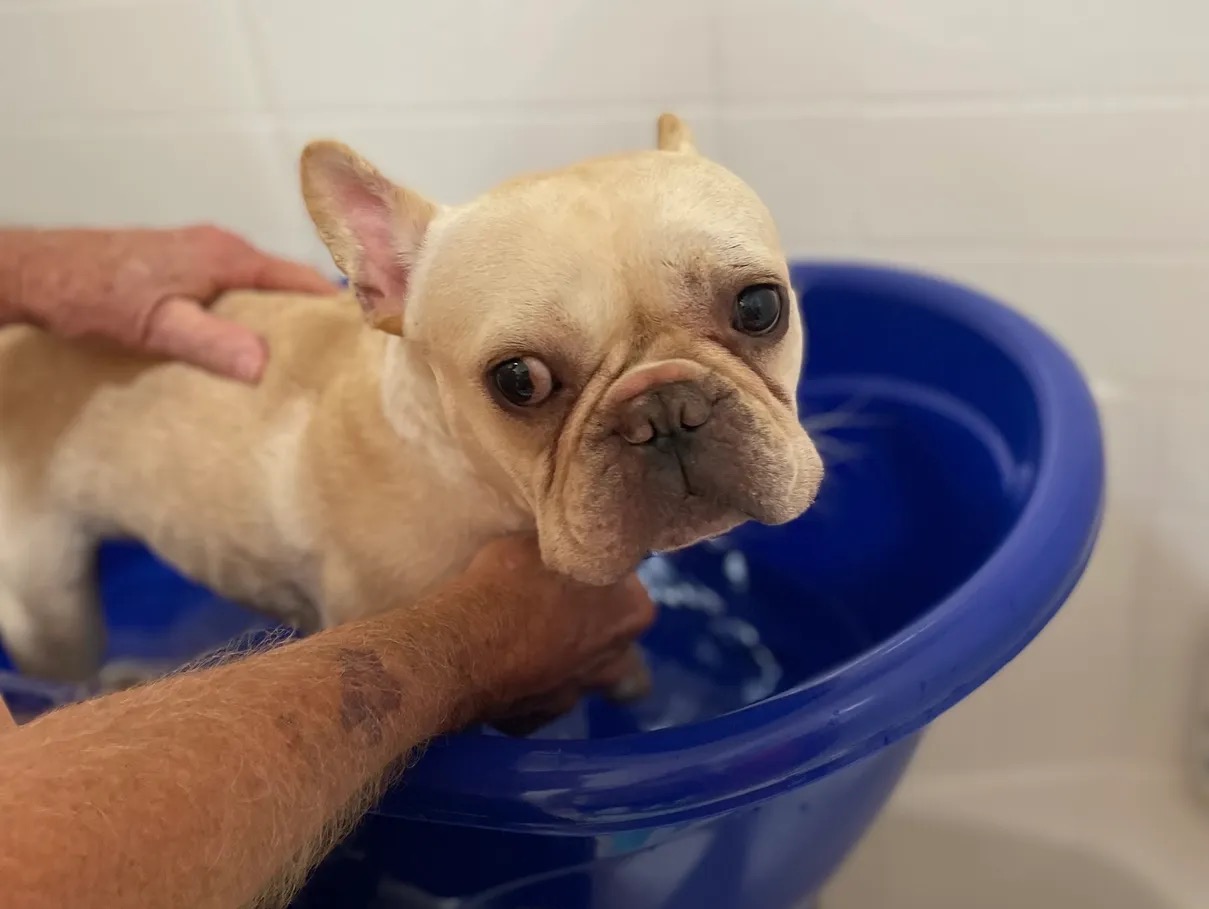 Cash, Adopted, Young Male French Bulldog.