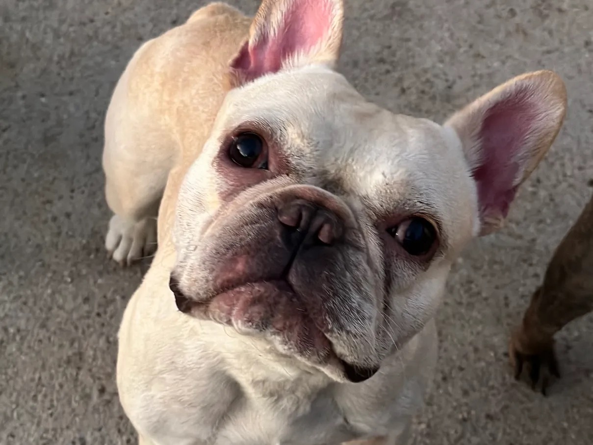 Enlarge Cash, a Adopted French Bulldog in Garland, TX image 2/5