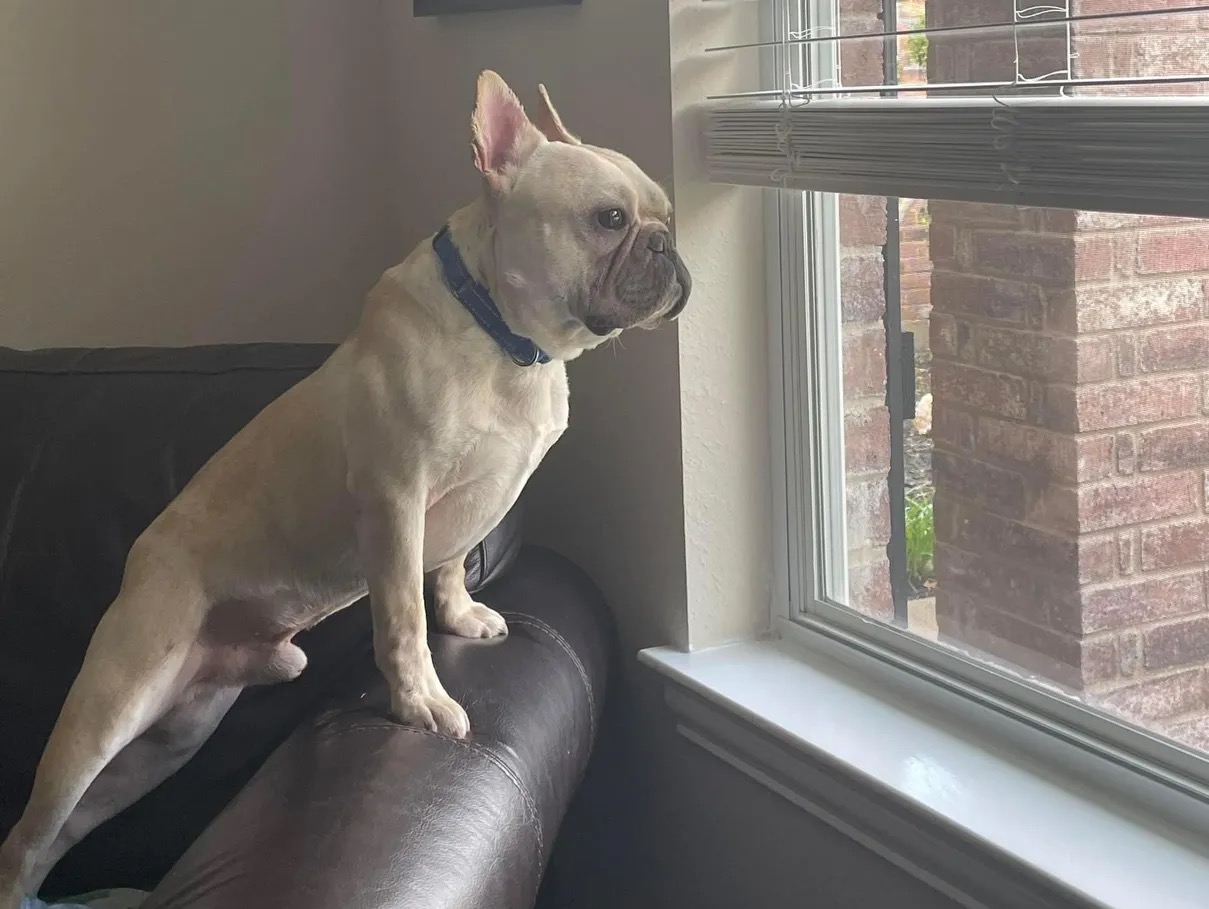 Enlarge Cash, a Adopted French Bulldog in Garland, TX image 3/5