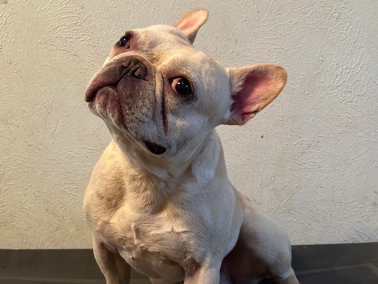 Enlarge Cash, a Adopted French Bulldog in Garland, TX image 4/5