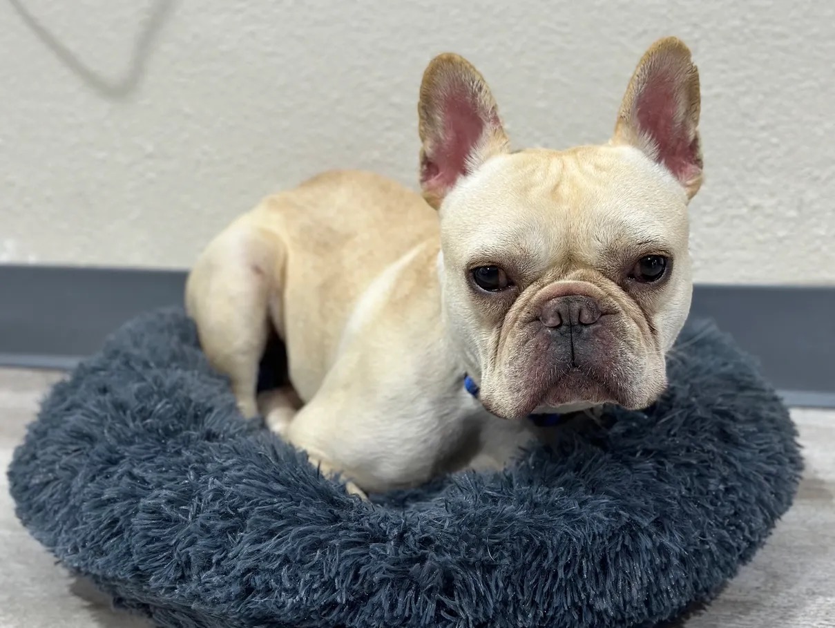 Enlarge Cash, a Adopted French Bulldog in Garland, TX image 5/5