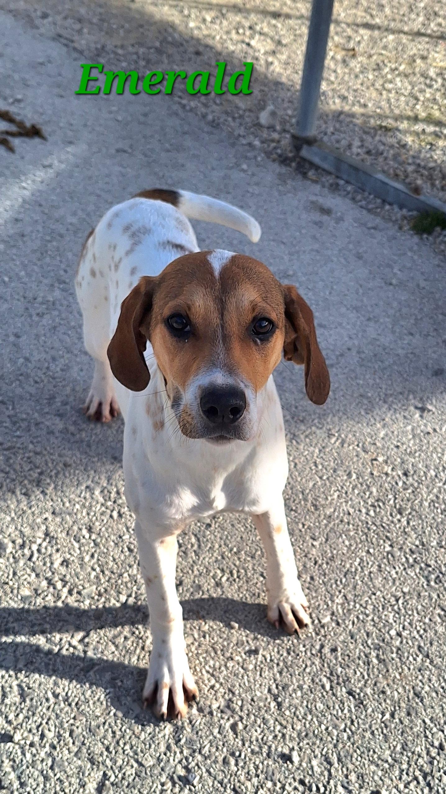 Enlarge Emerald, a Adoptable mixed breed in Stanton, KY image 2/6