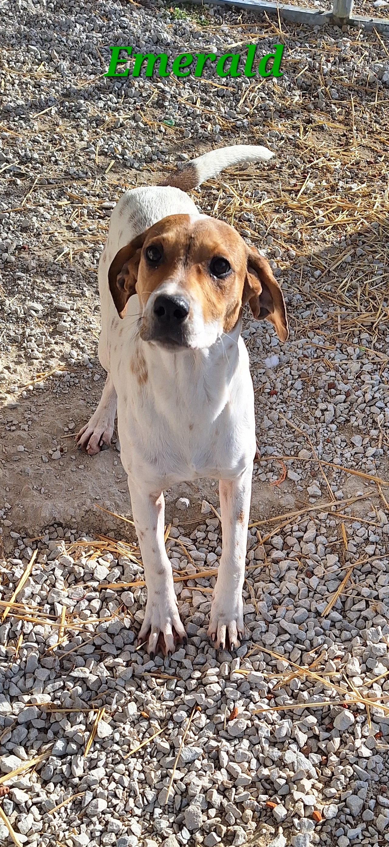 Enlarge Emerald, a Adoptable mixed breed in Stanton, KY image 5/6