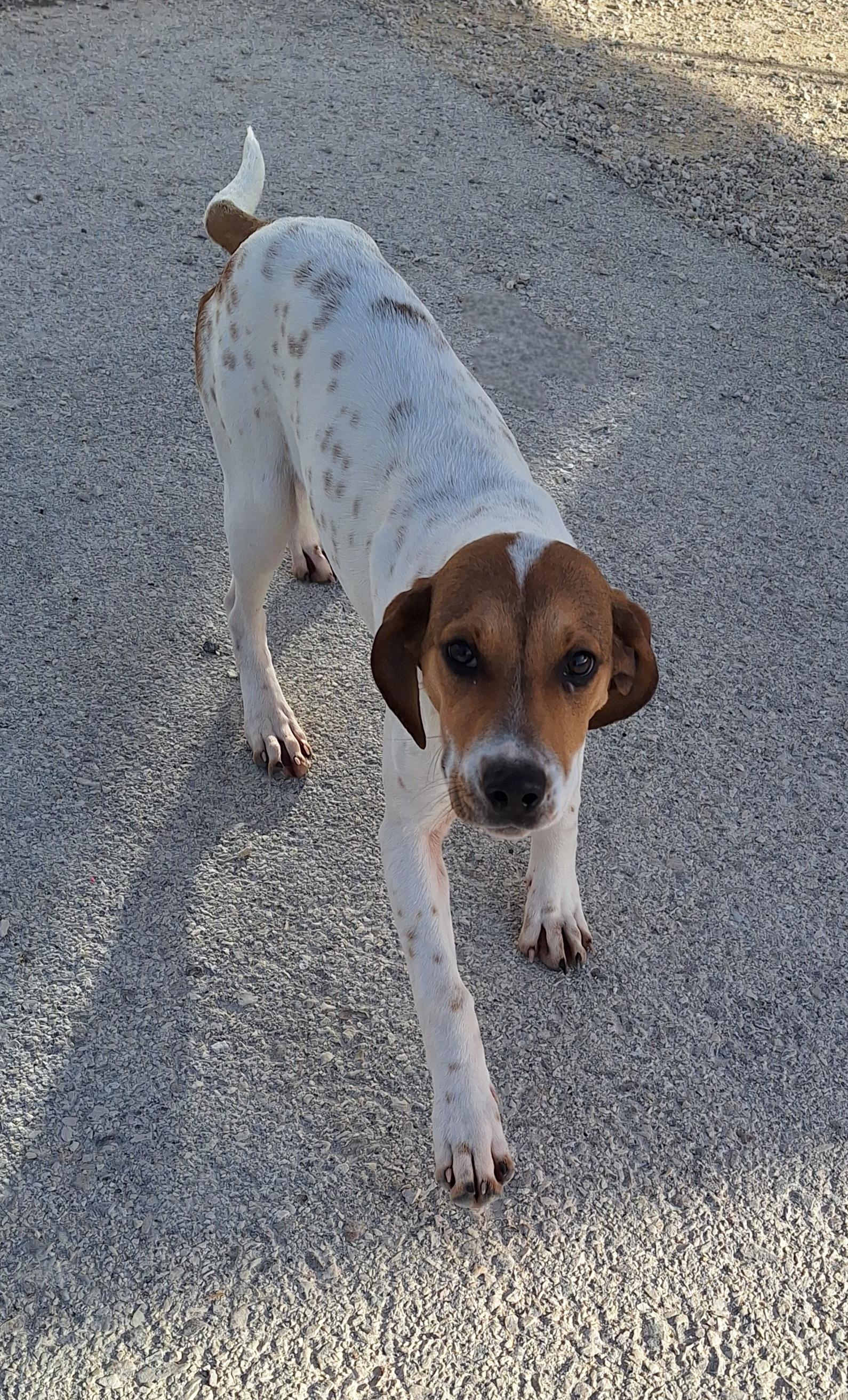 Enlarge Emerald, a Adoptable mixed breed in Stanton, KY image 3/6