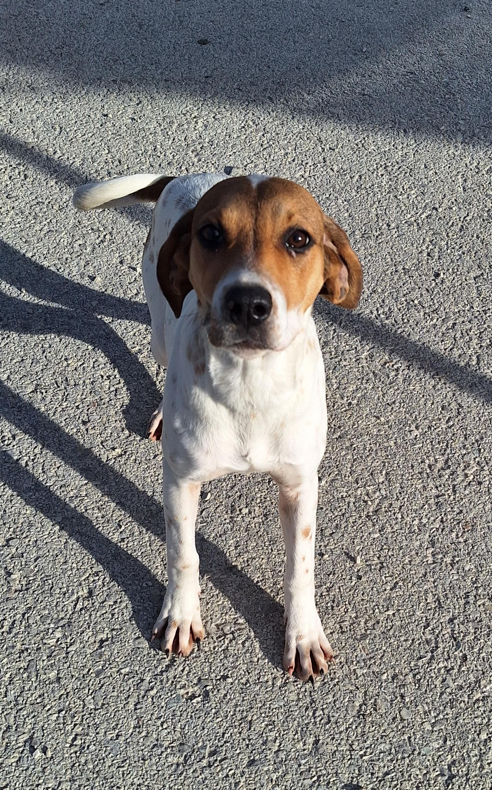 Enlarge Emerald, a Adoptable mixed breed in Stanton, KY image 4/6