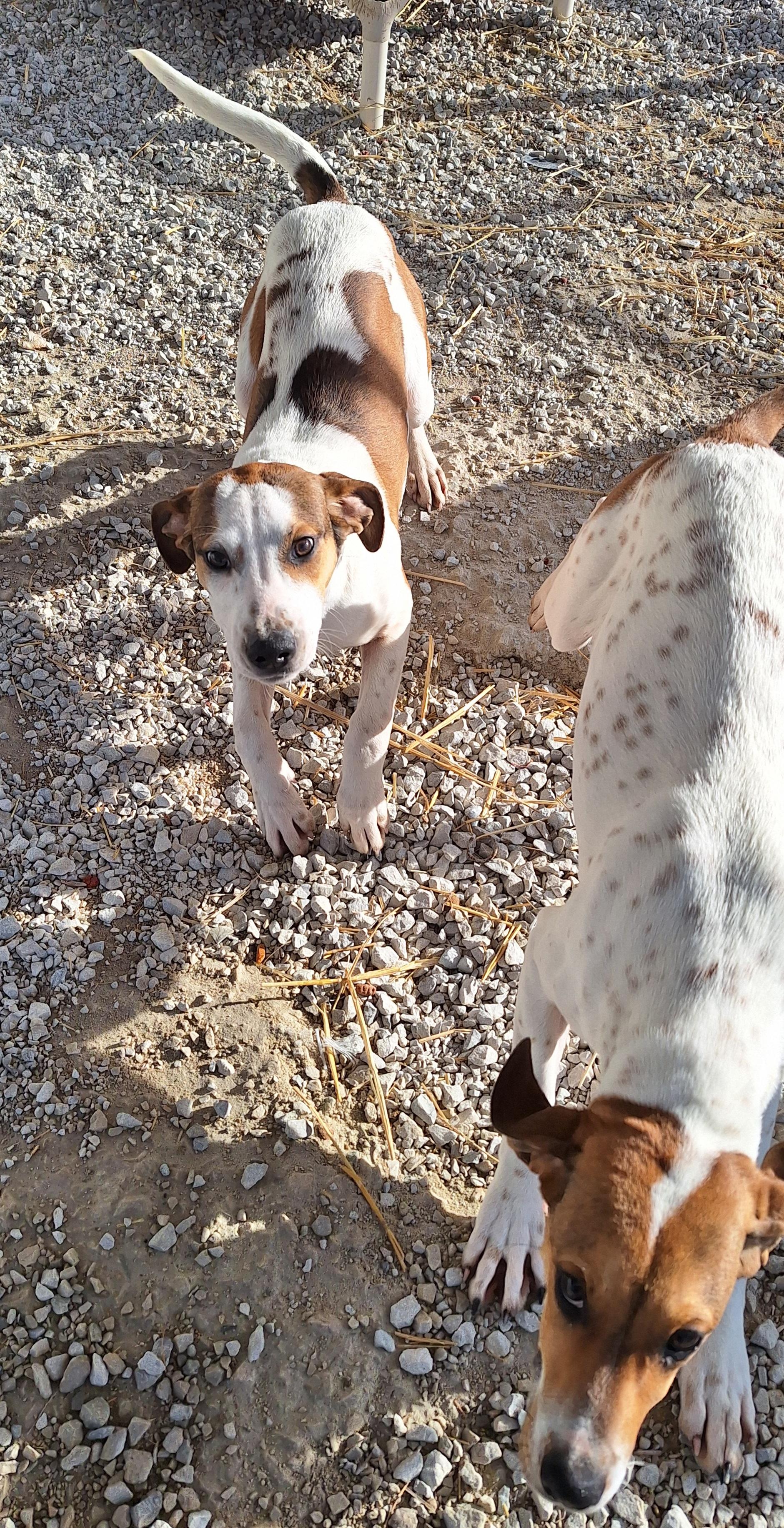 Enlarge Emerald, a Adoptable mixed breed in Stanton, KY image 6/6