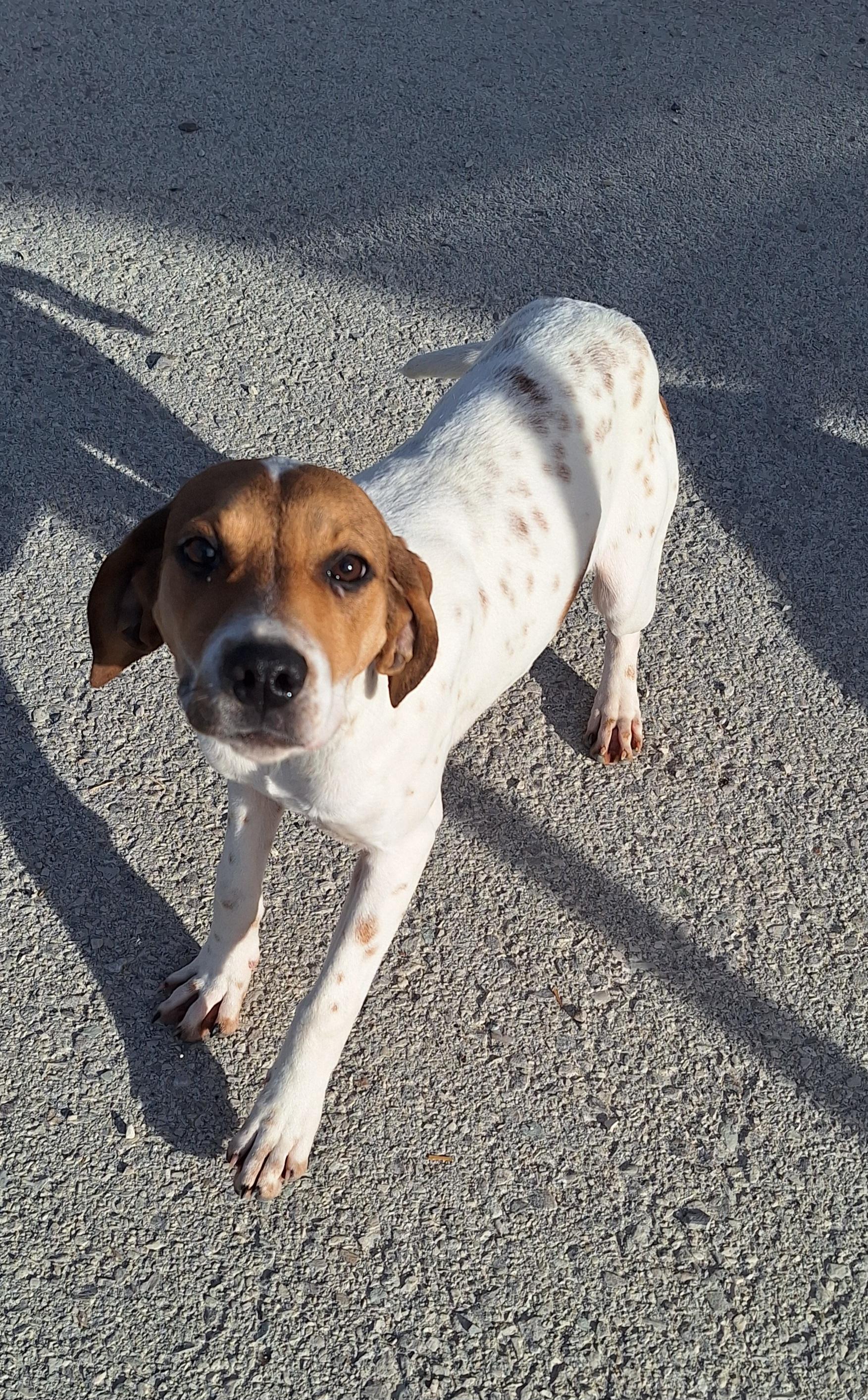 Enlarge Emerald, a Adoptable mixed breed in Stanton, KY image 1/6