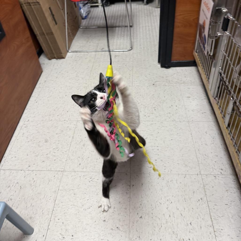 Enlarge Cookie Monster FKA Oreo, a Adoptable Domestic Short Hair in Philadelphia, PA image 1/6