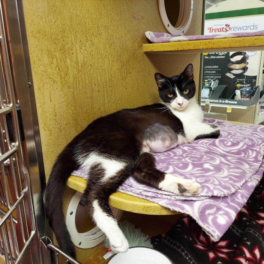 Enlarge Cookie Monster FKA Oreo, a Adoptable Domestic Short Hair in Philadelphia, PA image 2/6