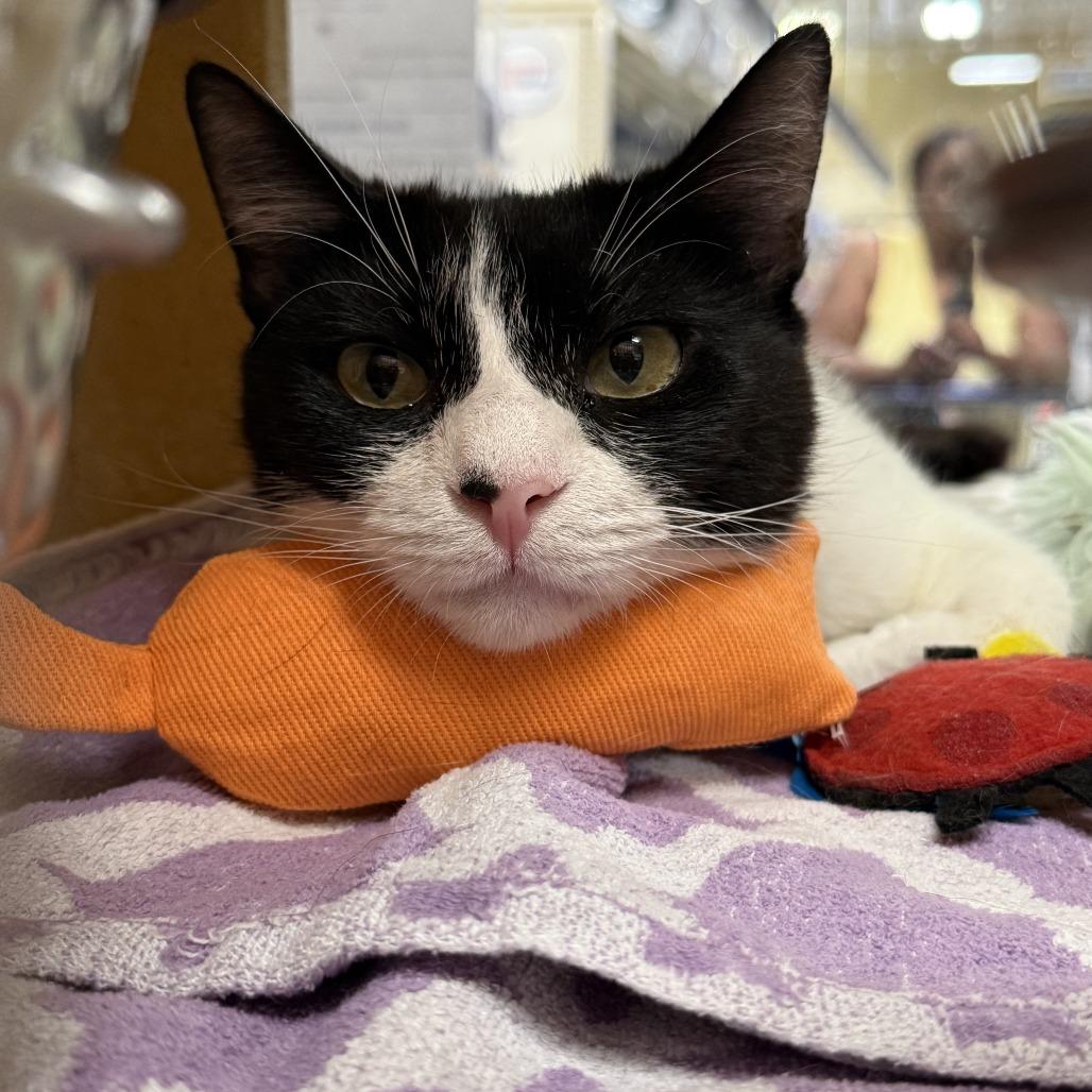 Enlarge Cookie Monster FKA Oreo, a Adoptable Domestic Short Hair in Philadelphia, PA image 3/6