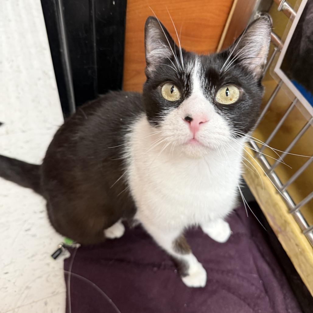 Enlarge Cookie Monster FKA Oreo, a Adoptable Domestic Short Hair in Philadelphia, PA image 4/6