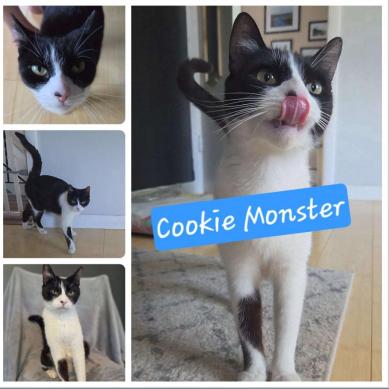Enlarge Cookie Monster FKA Oreo, a Adoptable Domestic Short Hair in Philadelphia, PA image 5/6