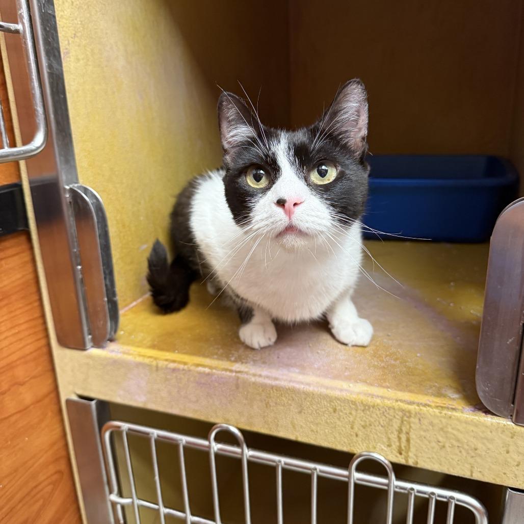 Enlarge Cookie Monster FKA Oreo, a Adoptable Domestic Short Hair in Philadelphia, PA image 6/6