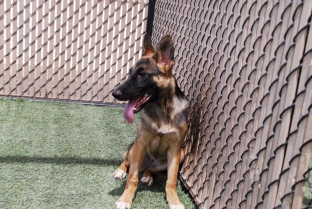 BANSHEE, Adoptable, Young Female German Shepherd Dog.