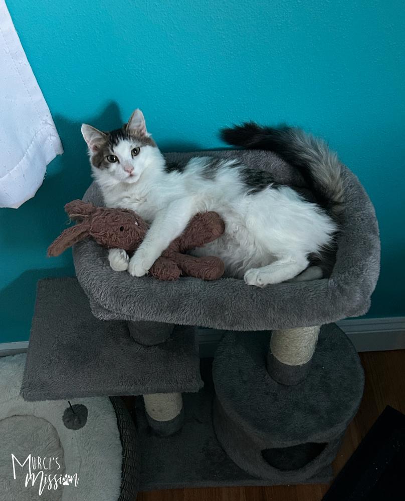 Enlarge Dante, a Adoptable mixed breed in Spokane , WA image 2/6