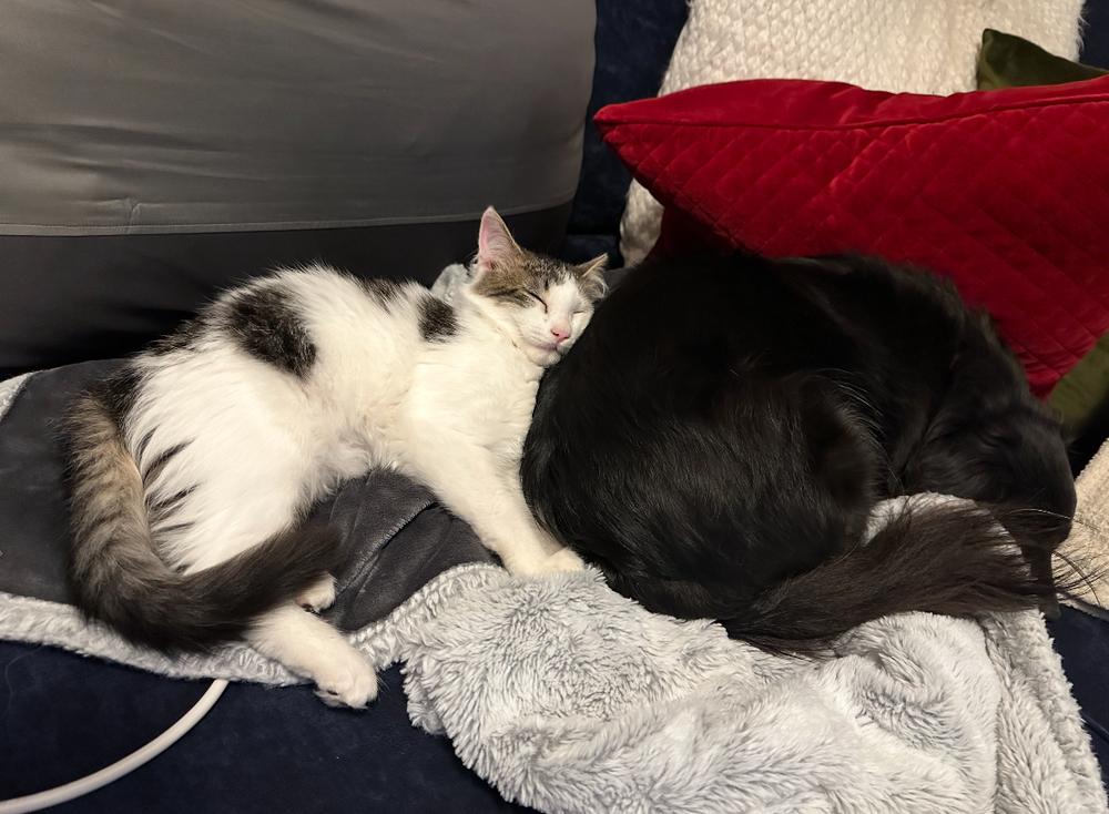 Enlarge Dante, a Adoptable mixed breed in Spokane , WA image 3/6