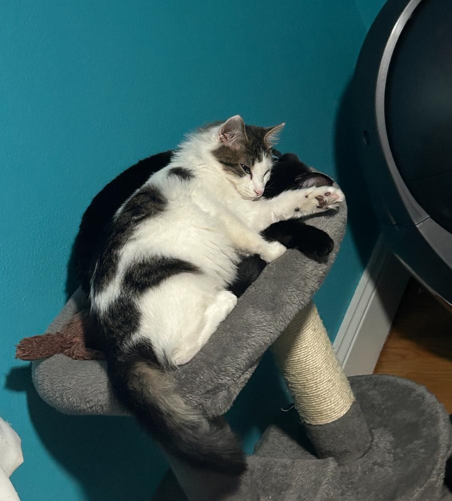 Enlarge Dante, a Adoptable mixed breed in Spokane , WA image 4/6