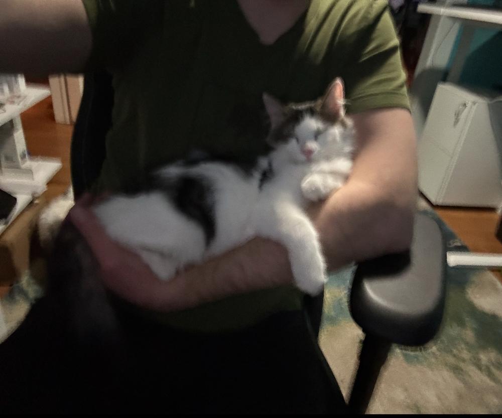 Enlarge Dante, a Adoptable mixed breed in Spokane , WA image 5/6