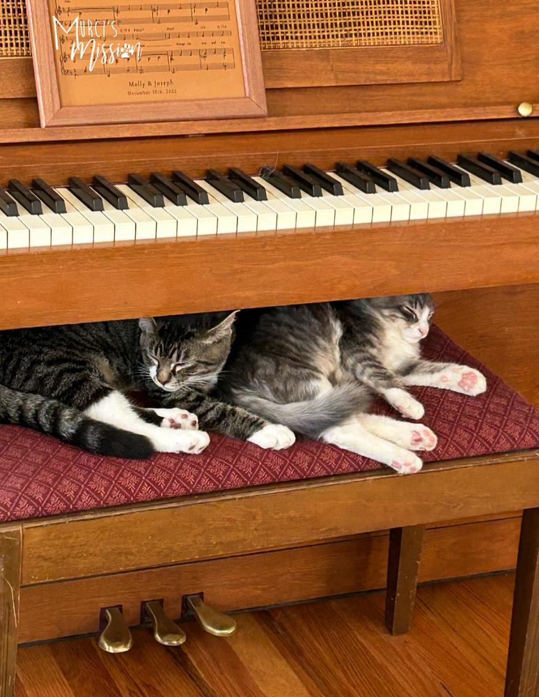 Enlarge Dante, a Adoptable mixed breed in Spokane , WA image 6/6