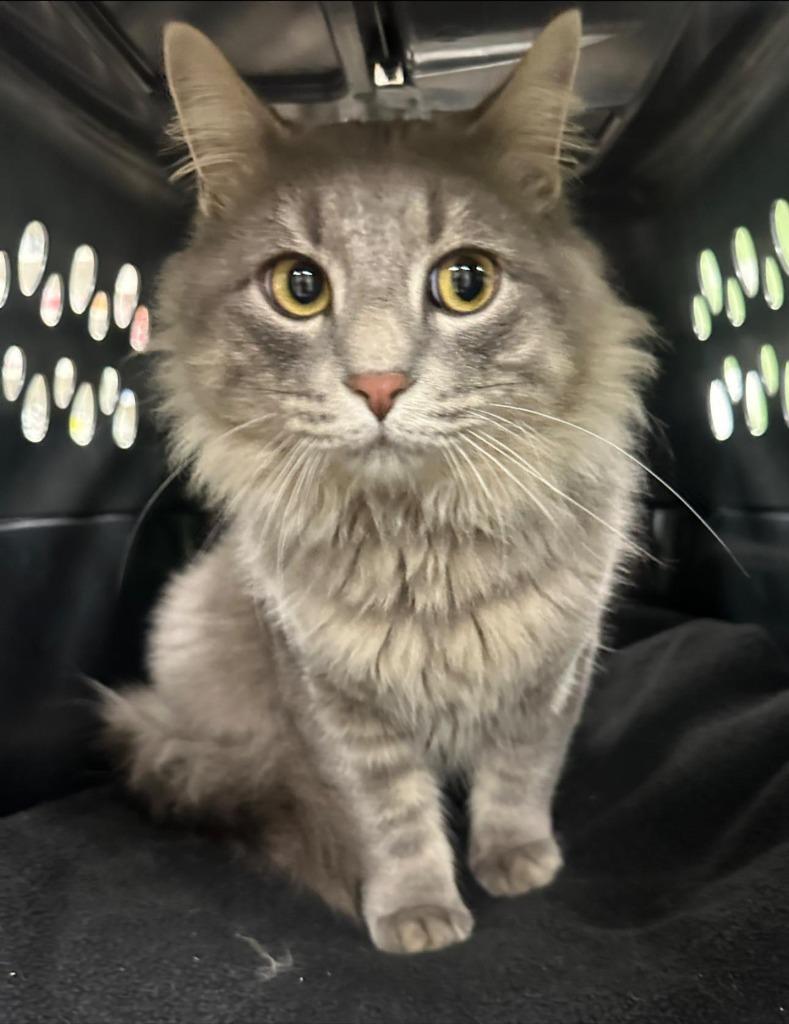 K.B., Adoptable, Kitten Male Domestic Long Hair.