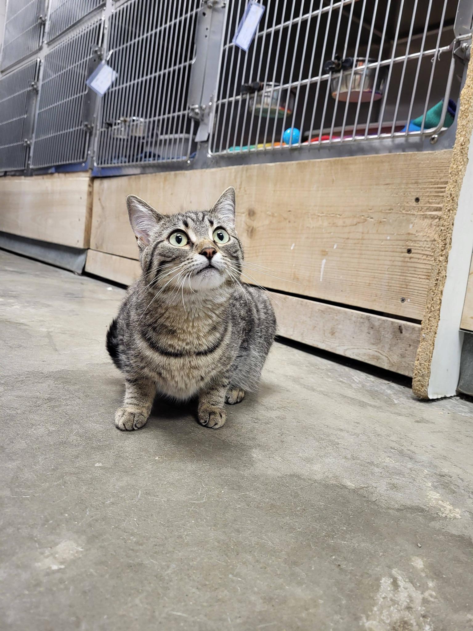Freyja, an adopted Domestic Short Hair in Chilton, WI image 3/6