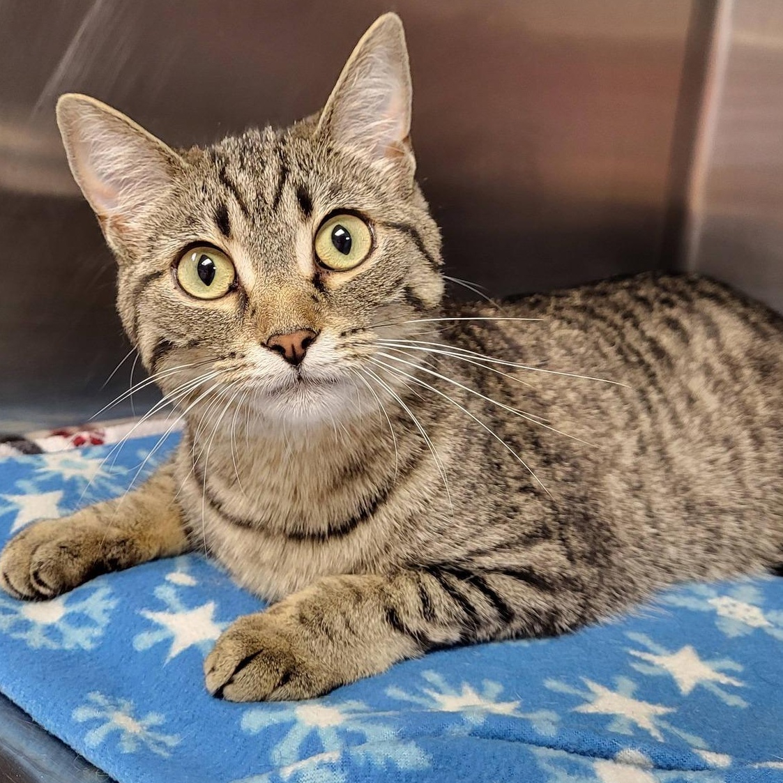 Freyja, adopted, Young Female Domestic Short Hair.