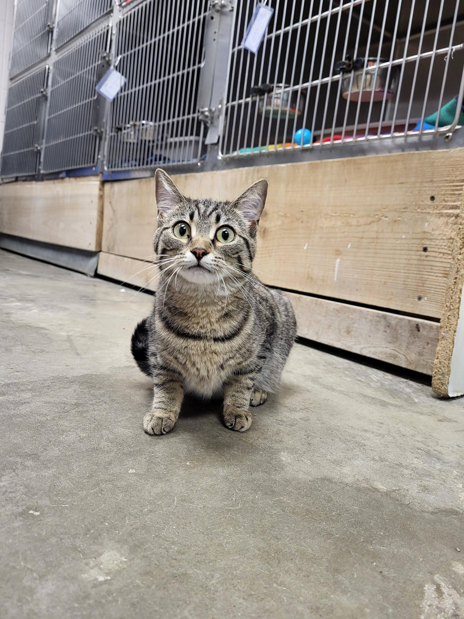Freyja, an adopted Domestic Short Hair in Chilton, WI image 2/6