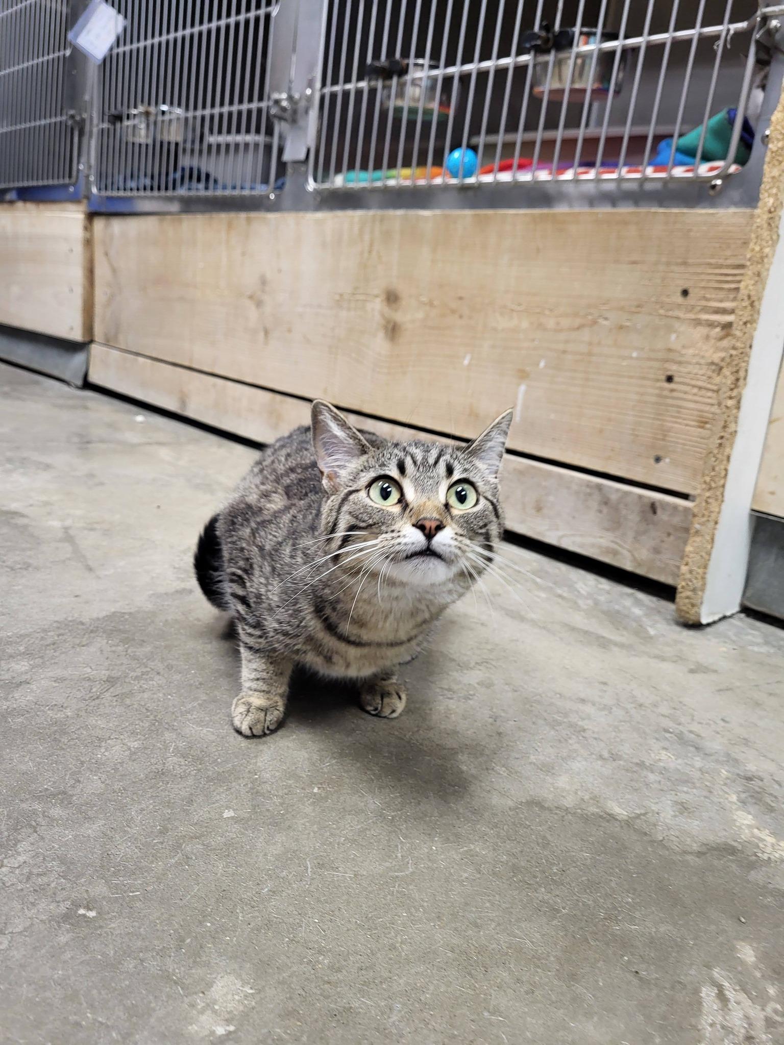 Freyja, an adopted Domestic Short Hair in Chilton, WI image 4/6
