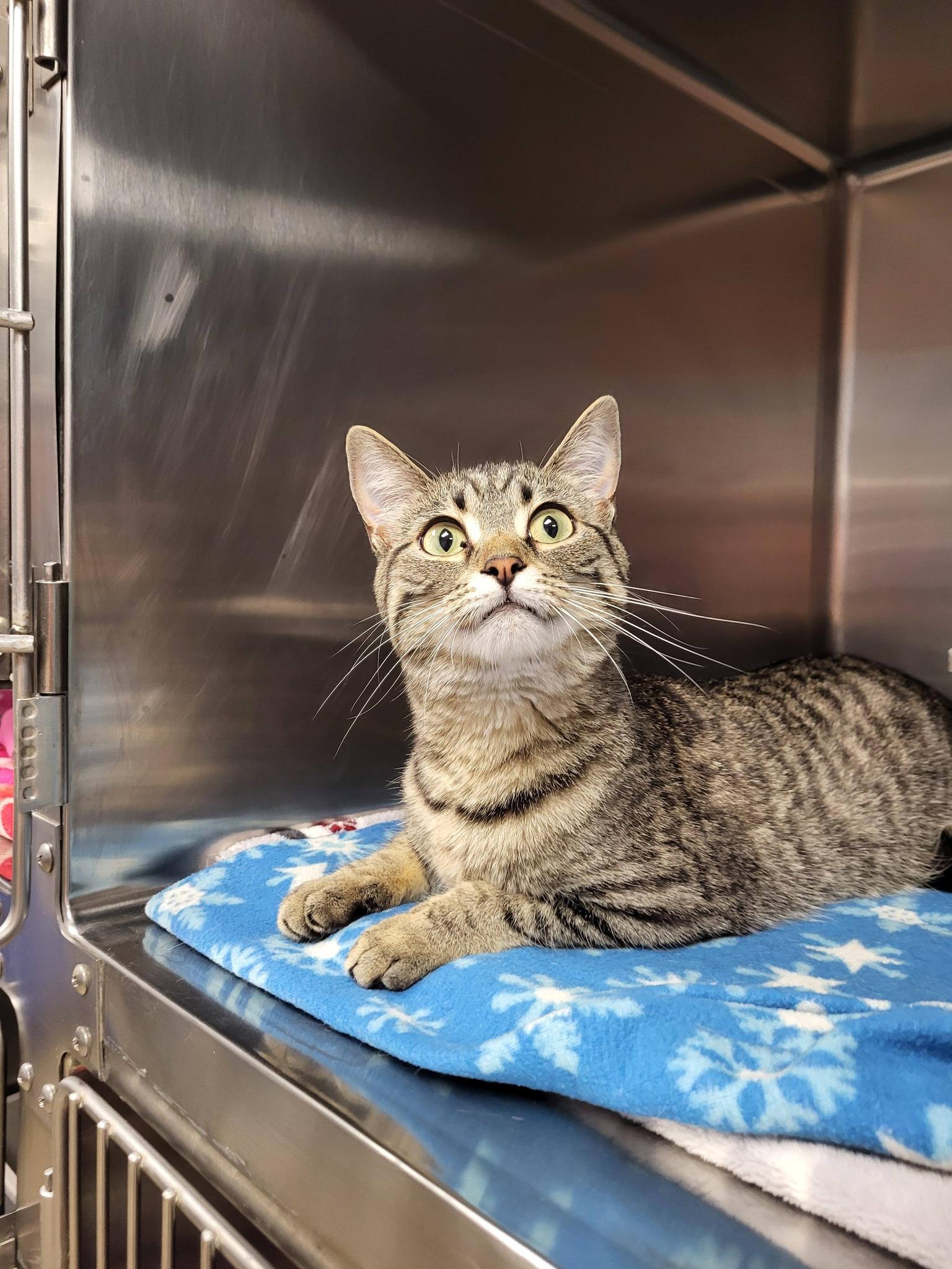Freyja, an adopted Domestic Short Hair in Chilton, WI image 6/6