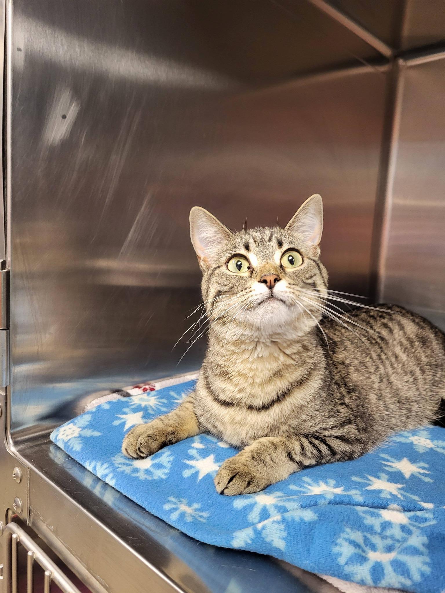 Freyja, an adopted Domestic Short Hair in Chilton, WI image 5/6